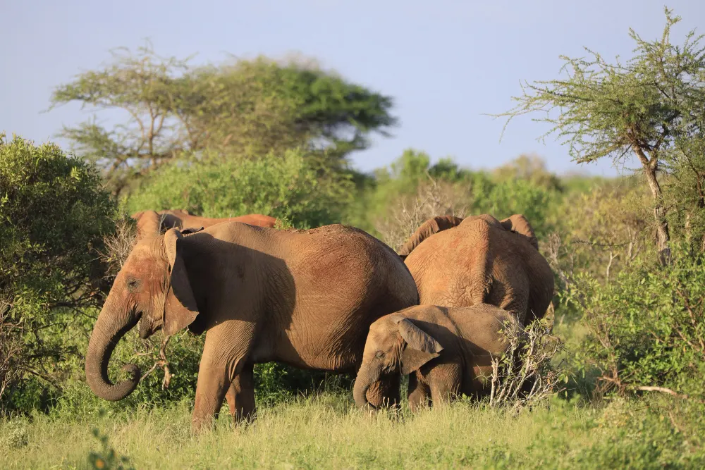 Image of big 5 enroute to Masai Mara National Reserve, Kenya Safari from United Kingdom
